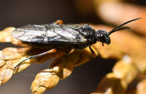 Dolerus puncticollis